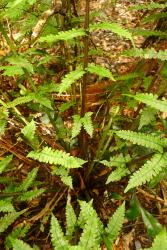 Pakau pennigera. Fronds arising from an erect rhizome. The basal pinnae are greatly reduced in length, but the basal acroscopic secondary segments are longer and more divided than the other segments.
 Image: L.R. Perrie © Te Papa 2011 CC BY-NC 3.0 NZ